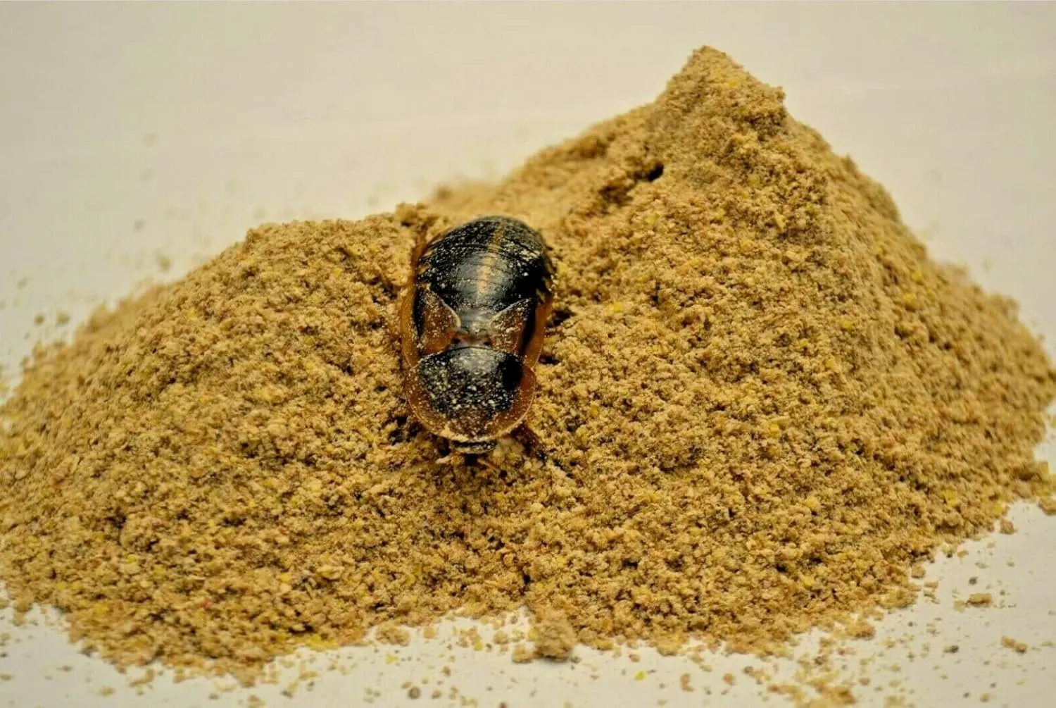 3 lb. Roach & Cricket Chow – Balanced Protein, Calcium-Fortified Diet by Five-Star Feeders – Resealable Mylar Bag