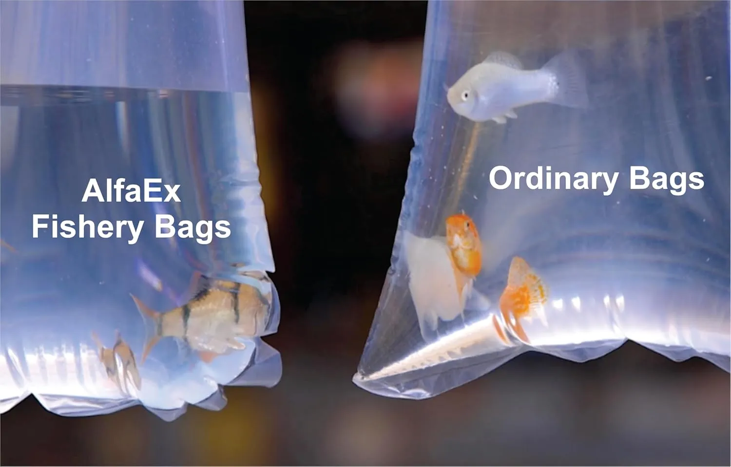 Fishery Bags 4 Inches Leak Proof Rounded Bottom Clear Plastic Fish Bags for Shrimps and Betta Fish Transport. (4" x 10" / 100 Pack / 3 Mil)